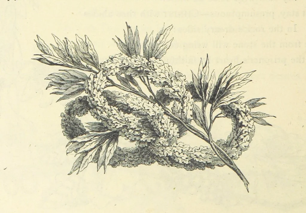 An illustration from The Christian Year, etc. [With a portrait, 1874, leaf 158