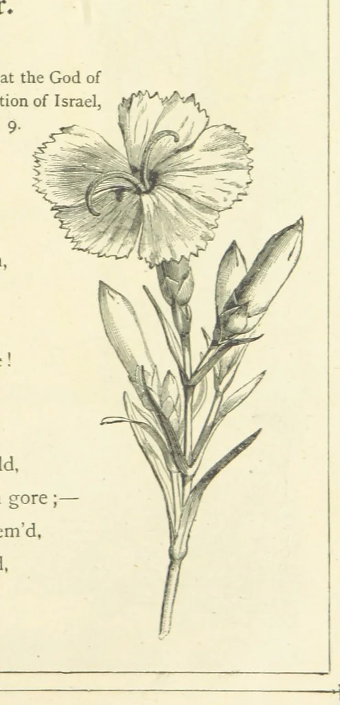 An illustration from The Christian Year, etc. [With a portrait, 1874, leaf 171