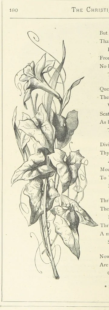 An illustration from The Christian Year, etc. [With a portrait, 1874, leaf 206