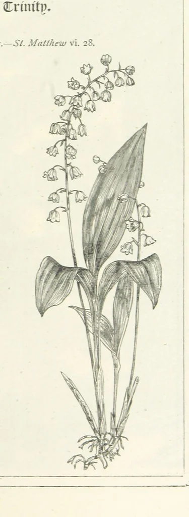 An illustration from The Christian Year, etc. [With a portrait, 1874, leaf 267