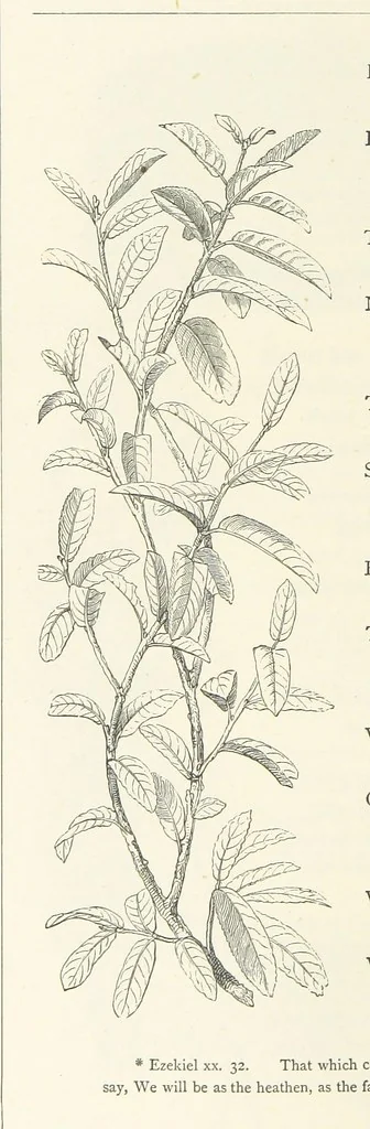 An illustration from The Christian Year, etc. [With a portrait, 1874, leaf 278