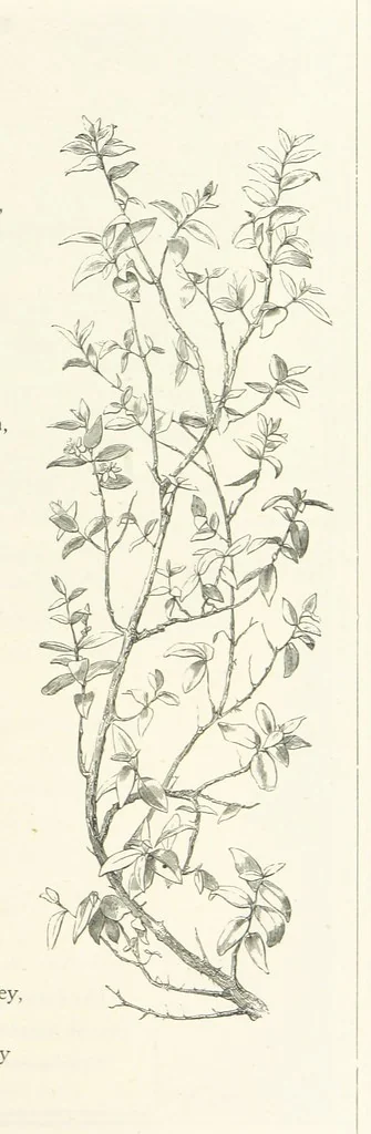 An illustration from The Christian Year, etc. [With a portrait, 1874, leaf 279