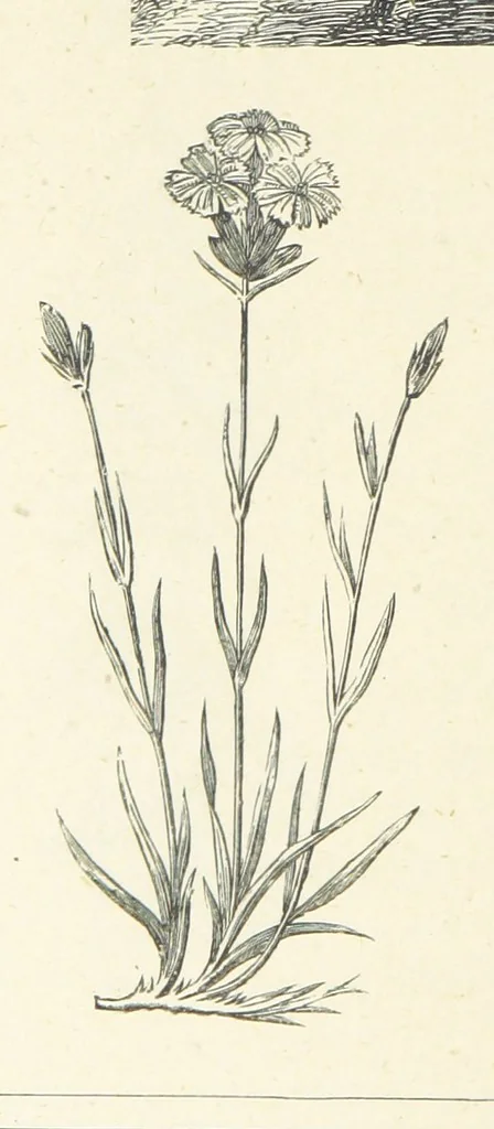 An illustration from The Christian Year, etc. [With a portrait, 1874, leaf 300