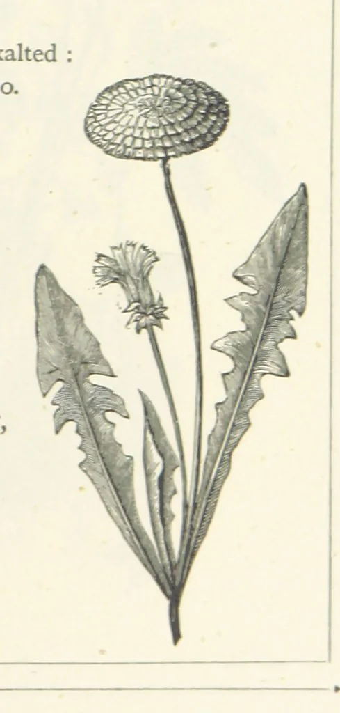 An illustration from The Christian Year, etc. [With a portrait, 1874, leaf 333