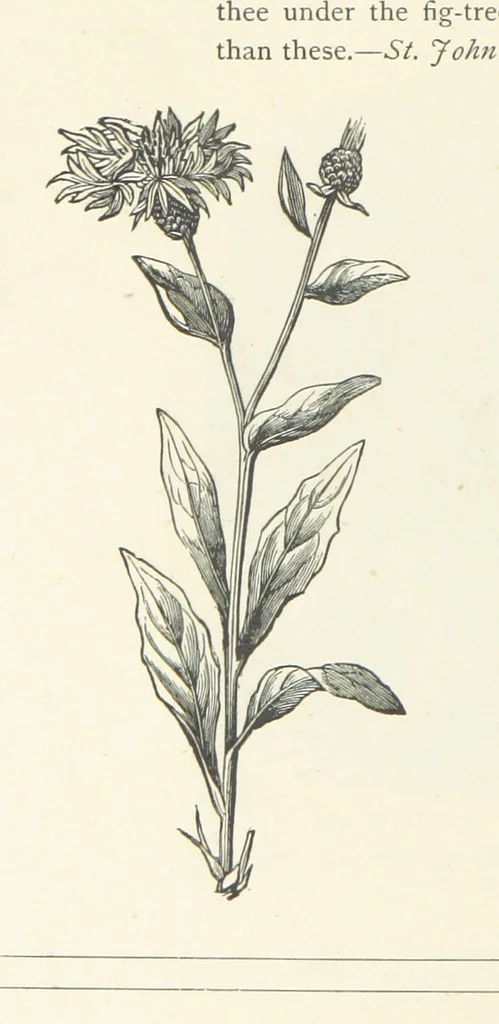 An illustration from The Christian Year, etc. [With a portrait, 1874, leaf 348