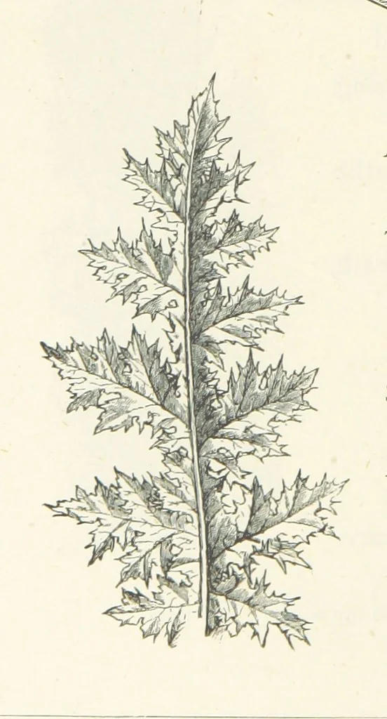 An illustration from The Christian Year, etc. [With a portrait, 1874, leaf 364