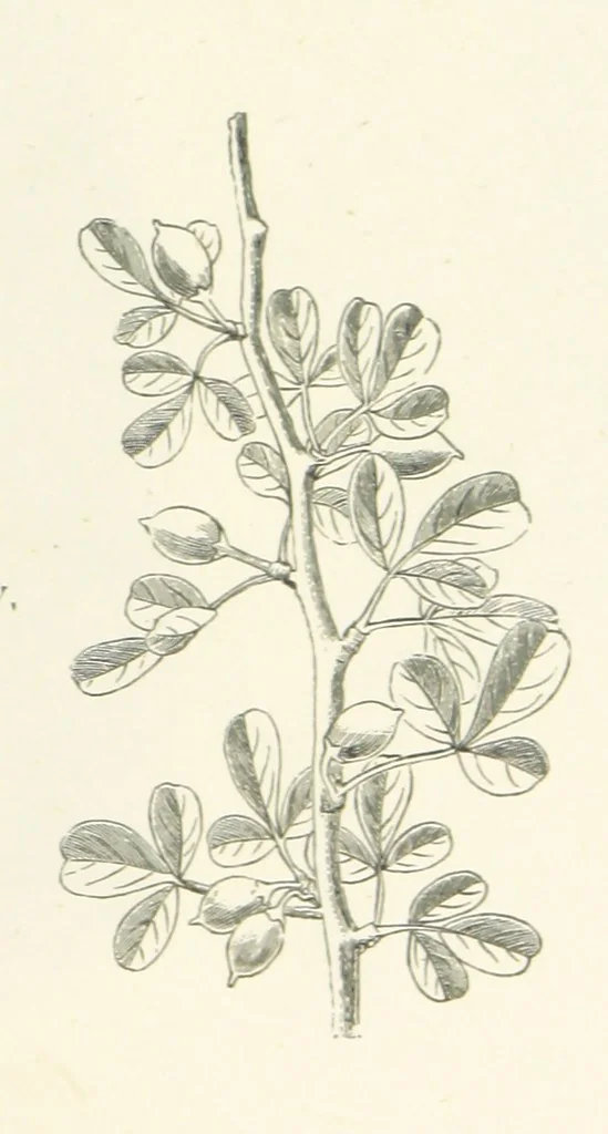 An illustration from The Christian Year, etc. [With a portrait, 1874, leaf 377