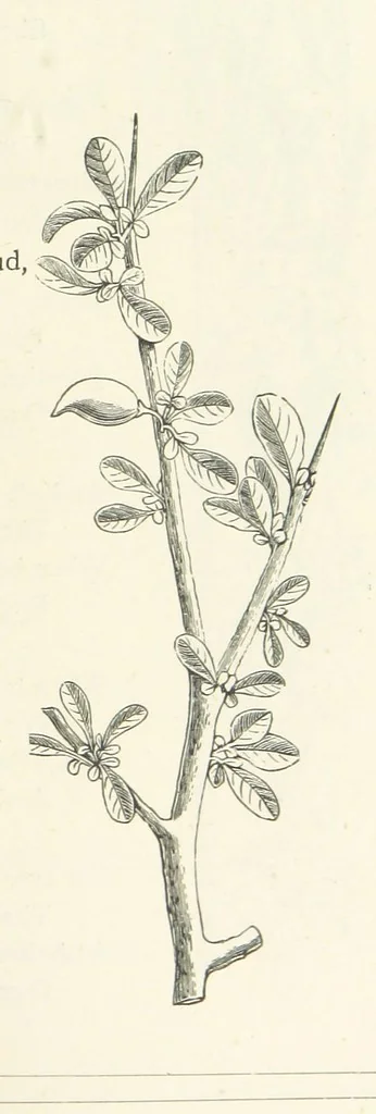 An illustration from The Christian Year, etc. [With a portrait, 1874, leaf 379