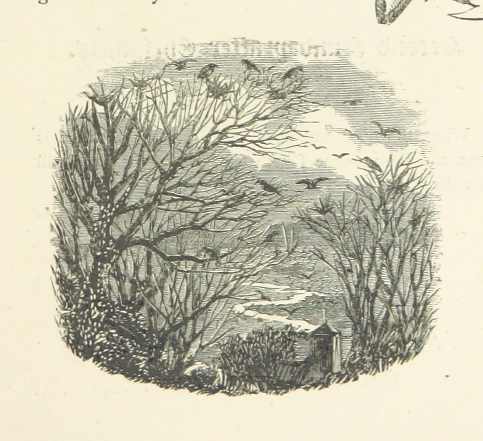 An illustration from The Christian Year, etc. [With a portrait, 1874, leaf 63