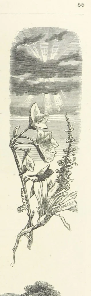 An illustration from The Christian Year, etc. [With a portrait, 1874, leaf 71
