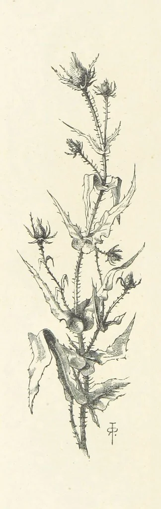 An illustration from The Christian Year, etc. [With a portrait, 1874, leaf 78