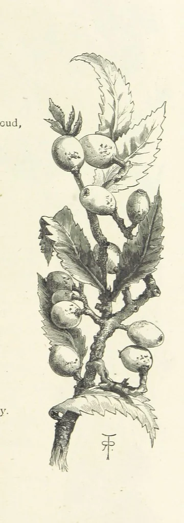 An illustration from The Christian Year, etc. [With a portrait, 1874, leaf 91