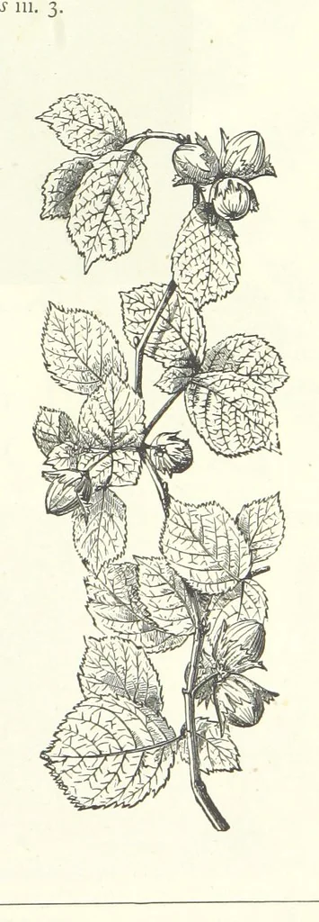An illustration from The Christian Year, etc, 1880, leaf 125