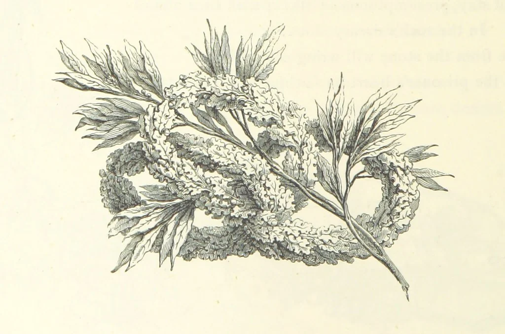 An illustration from The Christian Year, etc, 1880, leaf 156