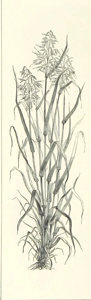 An illustration from The Christian Year, etc, 1880, leaf 196