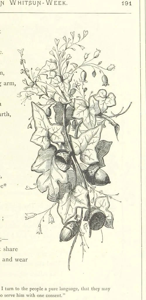 An illustration from The Christian Year, etc, 1880, leaf 205