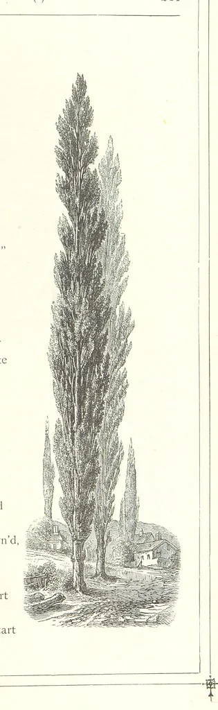 An illustration from The Christian Year, etc, 1880, leaf 225