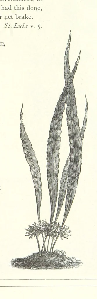 An illustration from The Christian Year, etc, 1880, leaf 229