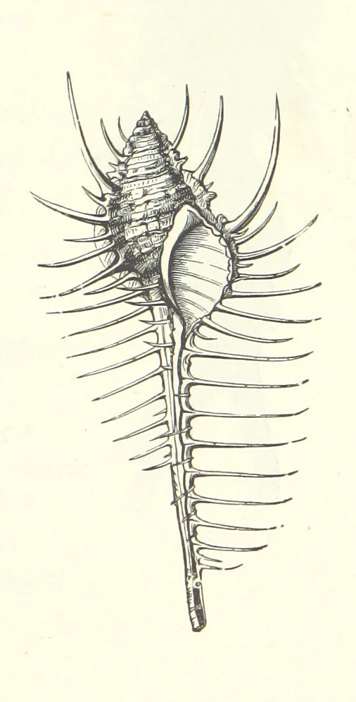 An illustration from The Christian Year, etc, 1880, leaf 231