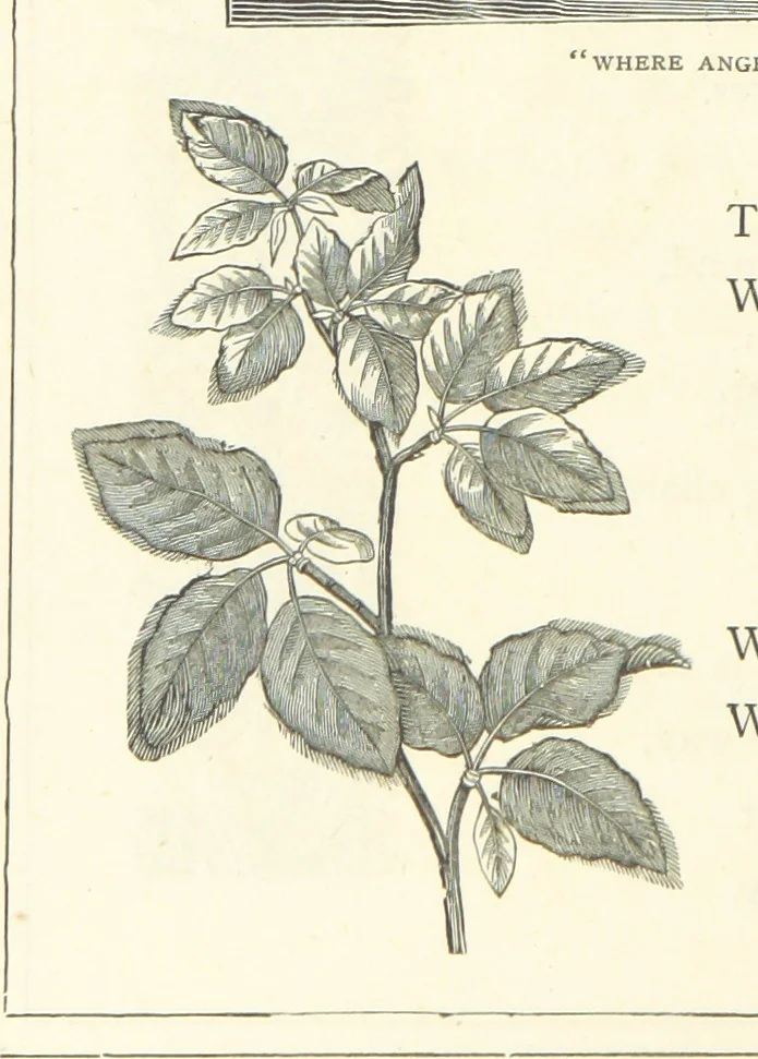 An illustration from The Christian Year, etc, 1880, leaf 242