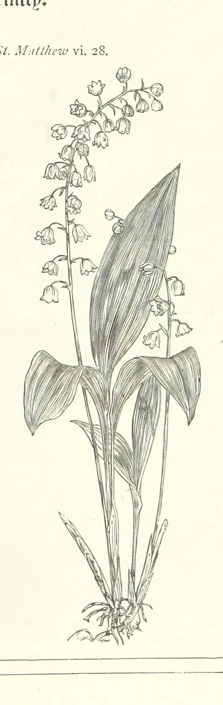 An illustration from The Christian Year, etc, 1880, leaf 265