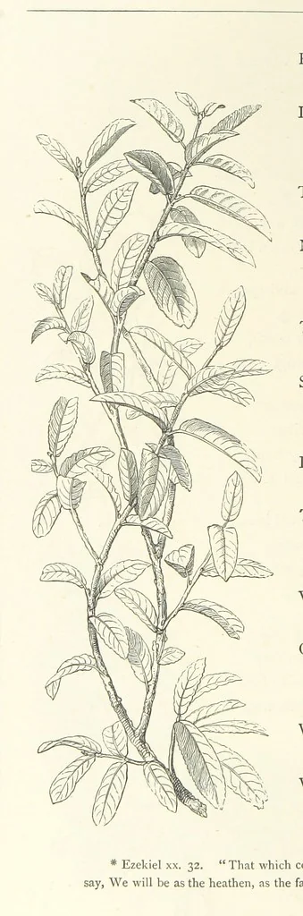 An illustration from The Christian Year, etc, 1880, leaf 276