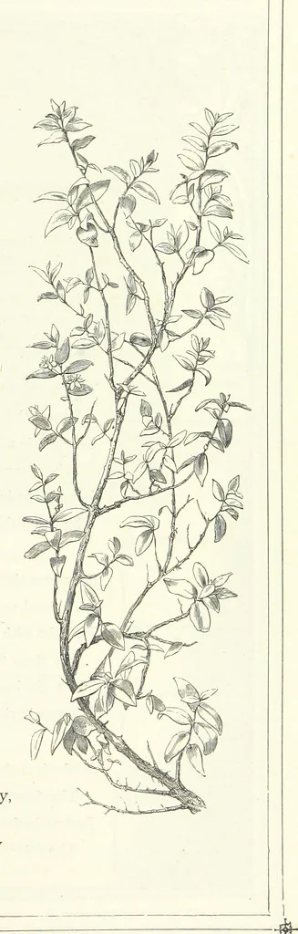 An illustration from The Christian Year, etc, 1880, leaf 277