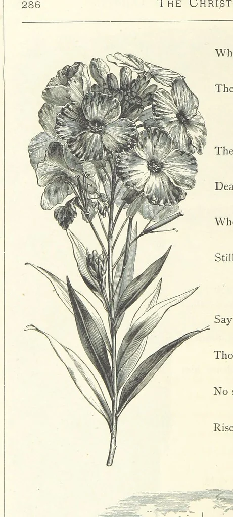 An illustration from The Christian Year, etc, 1880, leaf 300
