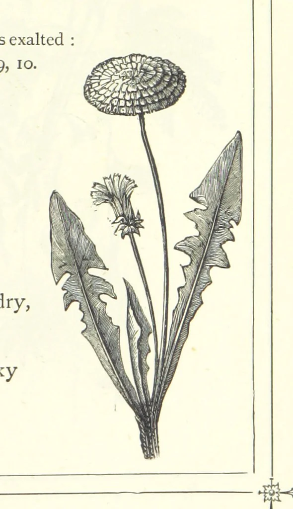 An illustration from The Christian Year, etc, 1880, leaf 331