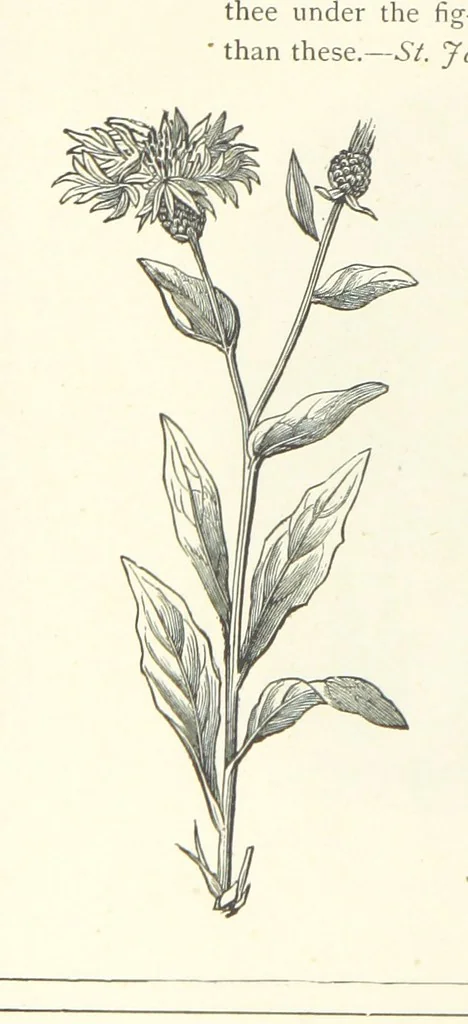 An illustration from The Christian Year, etc, 1880, leaf 346