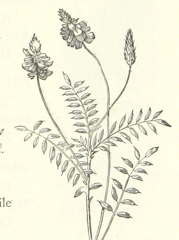 An illustration from The Christian Year, etc, 1880, leaf 359
