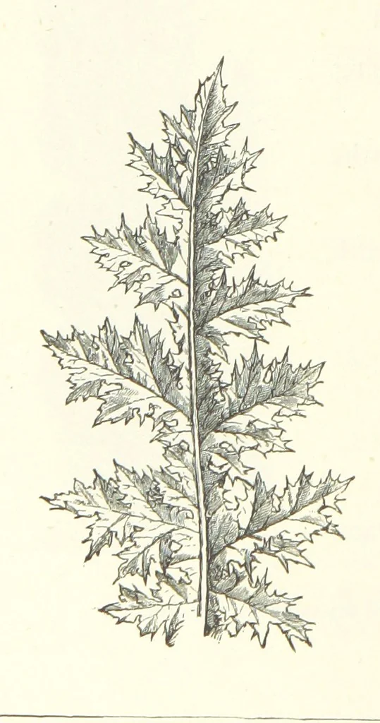 An illustration from The Christian Year, etc, 1880, leaf 362