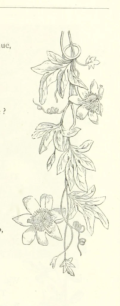 An illustration from The Christian Year, etc, 1880, leaf 373