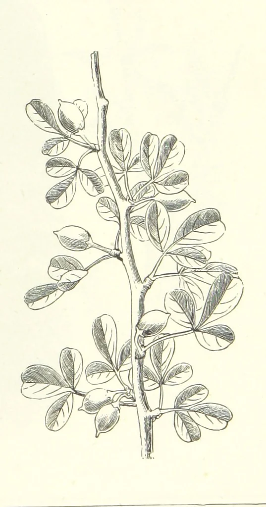 An illustration from The Christian Year, etc, 1880, leaf 375