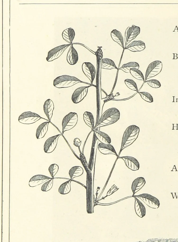 An illustration from The Christian Year, etc, 1880, leaf 376