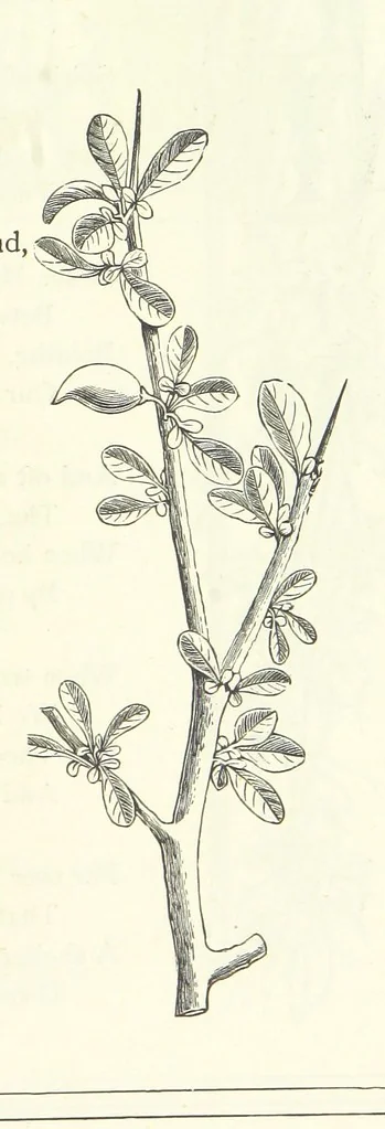 An illustration from The Christian Year, etc, 1880, leaf 377