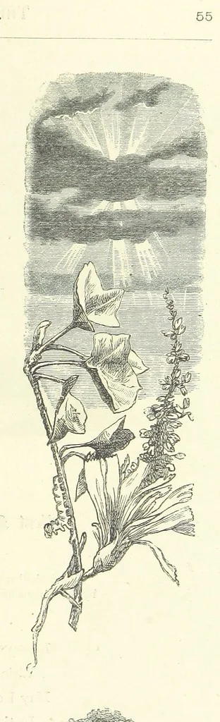 An illustration from The Christian Year, etc, 1880, leaf 69