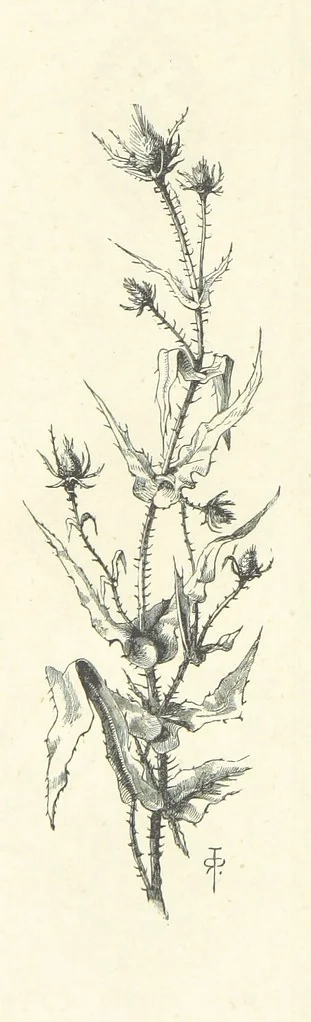 An illustration from The Christian Year, etc, 1880, leaf 76