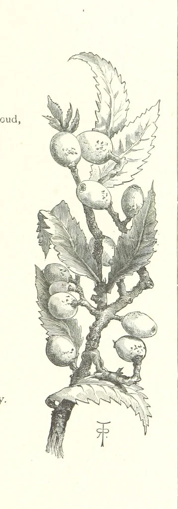 An illustration from The Christian Year, etc, 1880, leaf 89