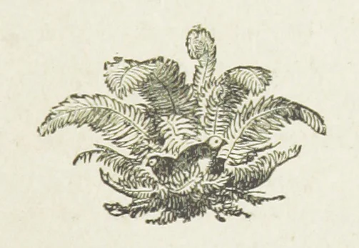 An illustration from White Poppies. A novel ... With illustrations by R. A. Bell, 1893, leaf 103