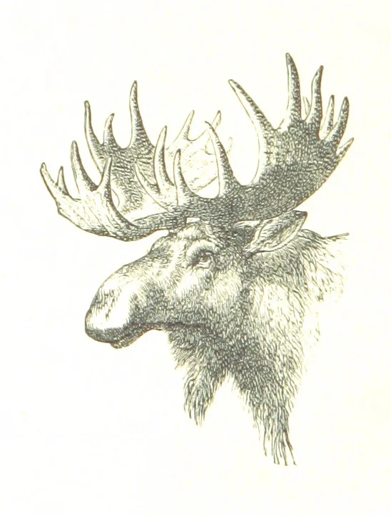 An illustration from The Young Ranchmen; or, Perils of Pioneering in the Wild West ... Illustrated by Walter S. Stacey, 1891, leaf 128
