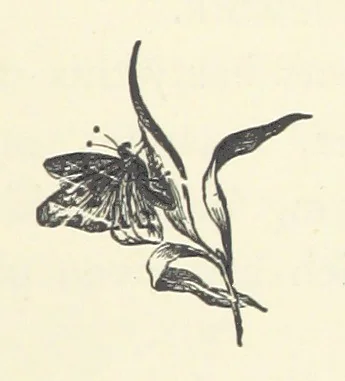 An illustration from Rollica Reed. [A tale.] ... Illustrated, etc, 1890, leaf 131