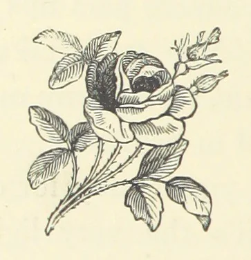 An illustration from Rollica Reed. [A tale.] ... Illustrated, etc, 1890, leaf 180