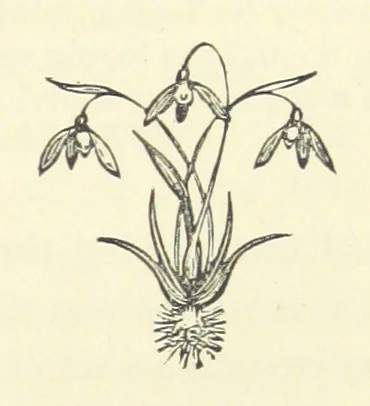 An illustration from Lord Maskelyne's Daughter. A story of the Northern Border ... Author's edition, 1880, leaf 333