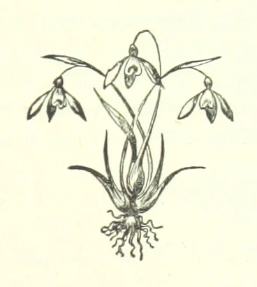 An illustration from My Home in the Shires. A romance. Author's edition, 1876, leaf 209