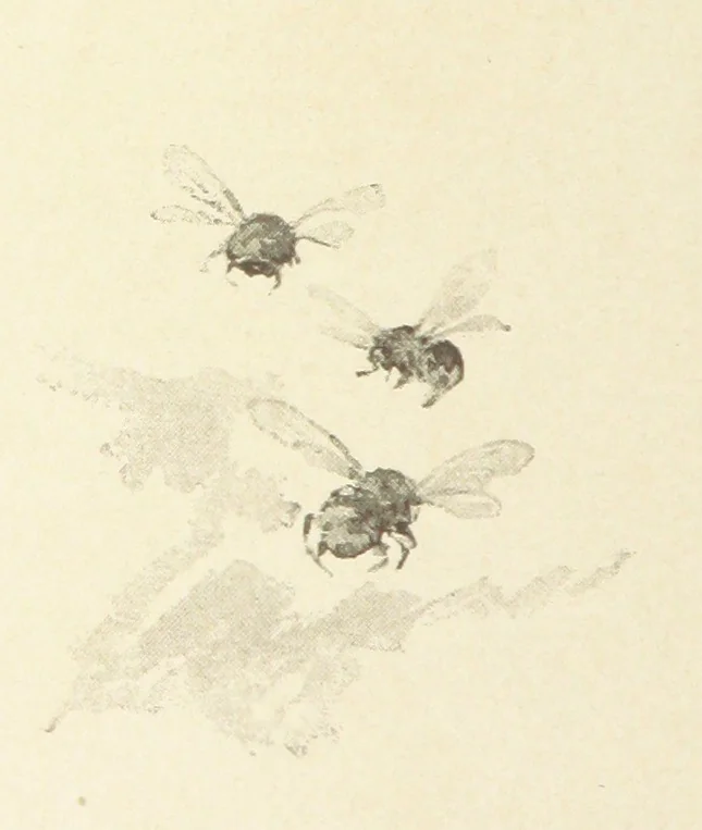 An illustration from The King's Highway, daily texts & hymns for a month. Illustrated by F. Hines, 1890, leaf 18