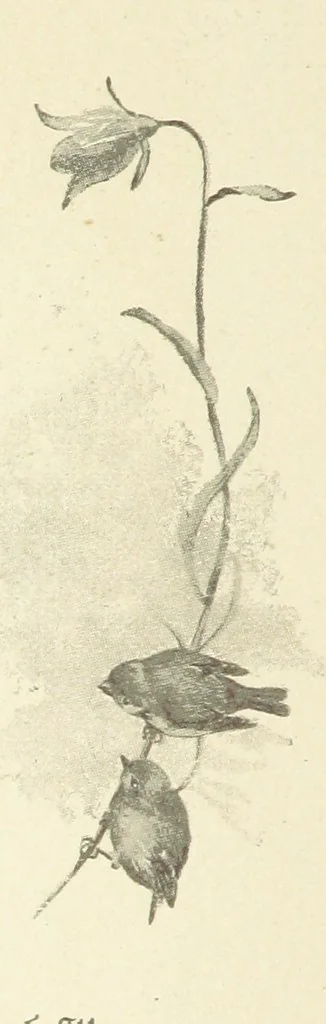 An illustration from The King's Highway, daily texts & hymns for a month. Illustrated by F. Hines, 1890, leaf 30