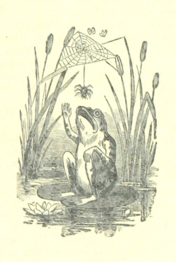 An illustration from The Strange Story at Lee, 1887, leaf 135