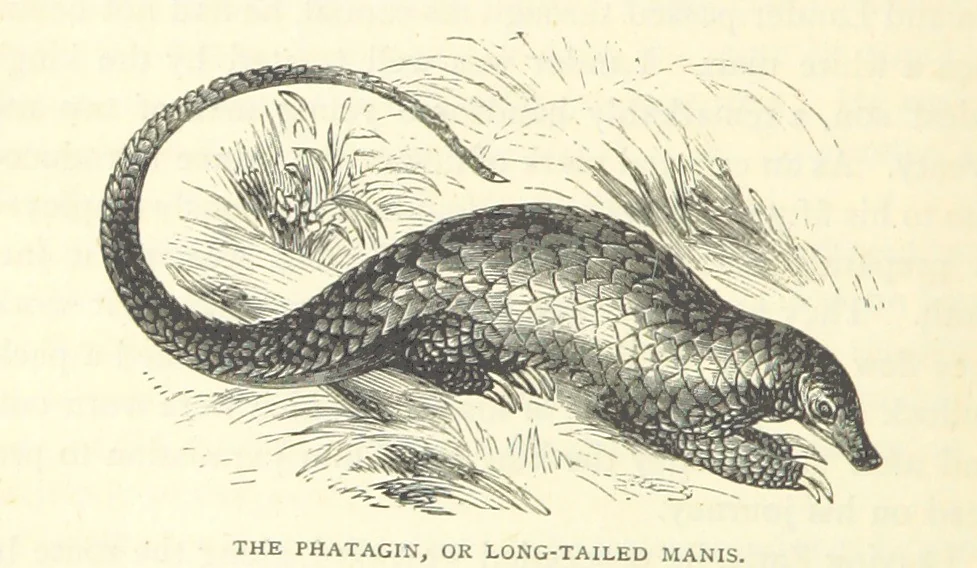 An illustration from Great African Travellers from Mungo Park to Livingstone and Stanley, etc, 1874, leaf 170
