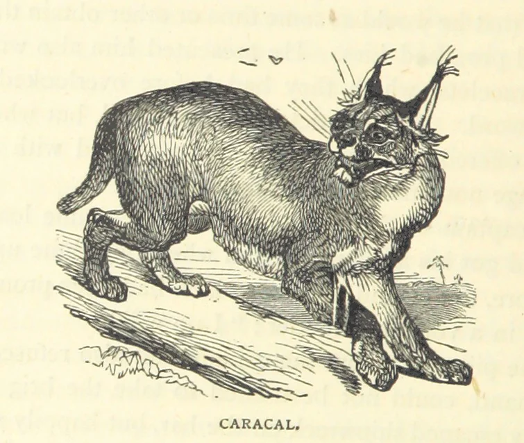 An illustration from Great African Travellers from Mungo Park to Livingstone and Stanley, etc, 1874, leaf 190